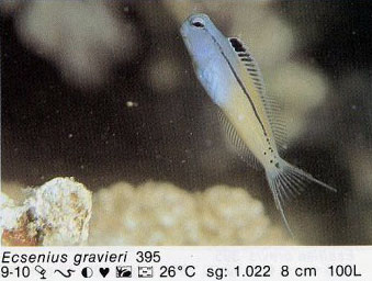 Ecsenius gravieri